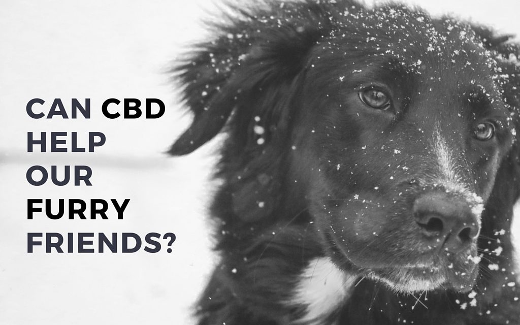 Can CBD Help Dogs?