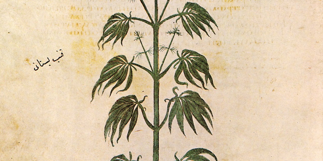 The Legal History of Cannabis