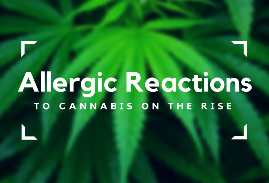 The Rise of Marijuana Allergies